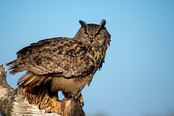 A beautiful eagle owl that looks right into your room with its orange eyes!