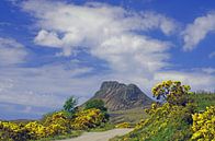 Ginser bloom in the Highlands by Reinhard  Pantke thumbnail