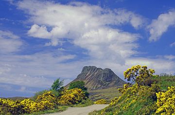 Ginser bloom in the Highlands by Reinhard  Pantke