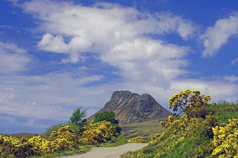 Ginser bloom in the Highlands by Reinhard  Pantke