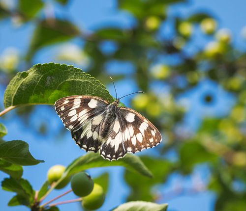 Échiquier papillon