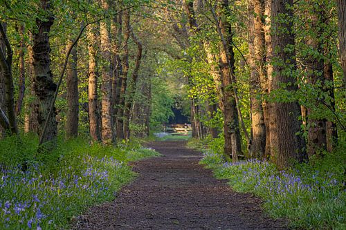 Kronkelend wandelpad door het bos met wilde hyacinten in Wildrijk te Sint Maartensvlotbrug