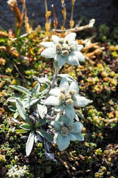 Edelweiss, flora and fauna of the Alps - fascinating nature photography from the mountains.