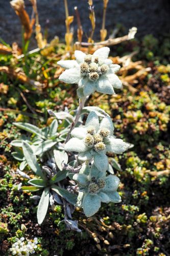 Edelweiss, flora en fauna van de Alpen - fascinerende natuurfotografie uit de bergen.