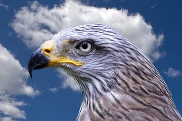 Black Kite in Blue. by Robert Jan Smit