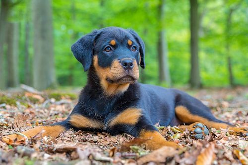 Rottweiler puppy ligt op grond met bladeren in bos