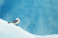 Drieteenmeeuw (Rissa tridactyla) op Spitsbergen van Beschermingswerk voor aan uw muur thumbnail
