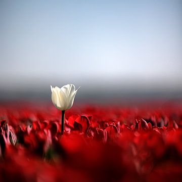 Tulpenvelden Goeree-Overflakkee van Rob van der Teen