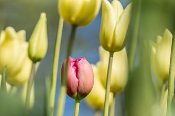 Rode tulp tussen gele tulpen van Bianca Boogerd