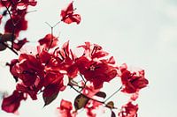 Pink vintage flower plant against white backdrop | Nature & Travel photography | Fine Art photo 