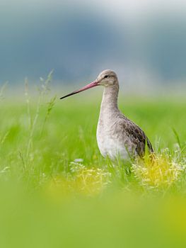 Barge à queue noire