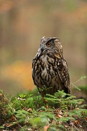Eurasian Eagle Owl (Bubo bubo) in autumn, sitting on the ground, nice portrait, Europe.