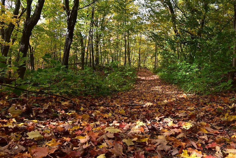 A trail in autumn by Claude Laprise