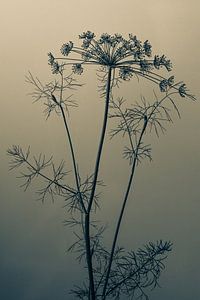 Dill
