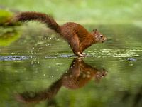 Eichhörnchen läuft durch eine Wasserpfütze