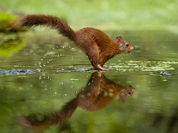 Eichhörnchen läuft durch eine Wasserpfütze von stephan berendsen