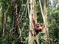Orang Utan
