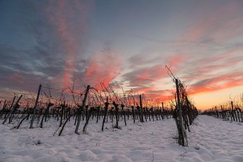 Vignoble au coucher du soleil