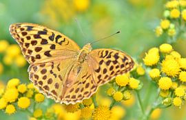 Vlinders by Carla Eekels