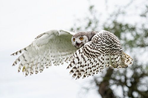 Snowy owl