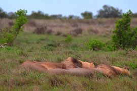'Lazy lions.' by Capture the Moment 010