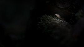 Verborgen van Bert Kok