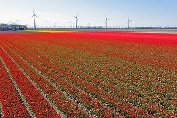 Luchtfoto van bloeiende tulpenvelden in de Noordoost polder in Nederland van Eye on You