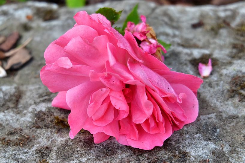 eine Rose van Edgar Schermaul
