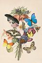 Flowers and butterflies by Elles Rijsdijk thumbnail