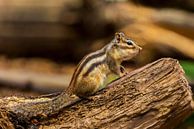 The Siberian ground squirrel (Tamias sibiricus) by Carola Schellekens thumbnail