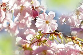 Frühling von Peet Romijn