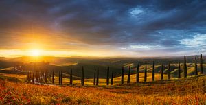 Allée de cyprès au coucher du soleil