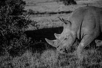Das Nashorn in der südafrikanischen Savanne