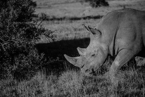 Le rhinocéros dans la savane sud-africaine