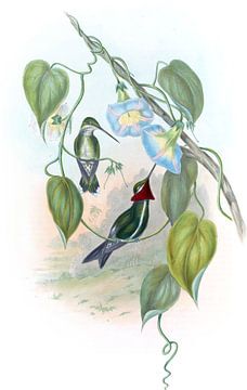 Stripe-breasted star-throat, John Gould van Hummingbirds