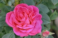 Rose im Abendlicht