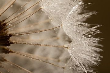 Brown shades: Close-up of fluff on a dandelion with water droplets by Marjolijn van den Berg