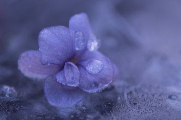 Icy flower (bevroren Viool op het ijs) van Birgitte Bergman