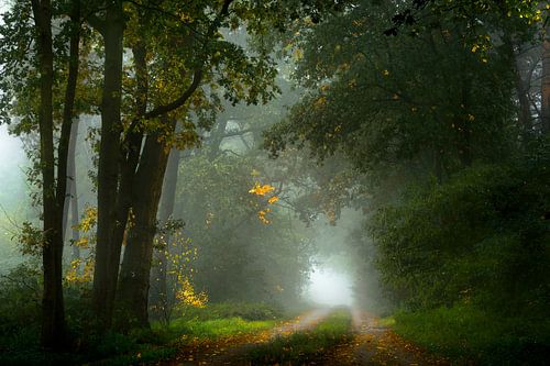 Misty Road