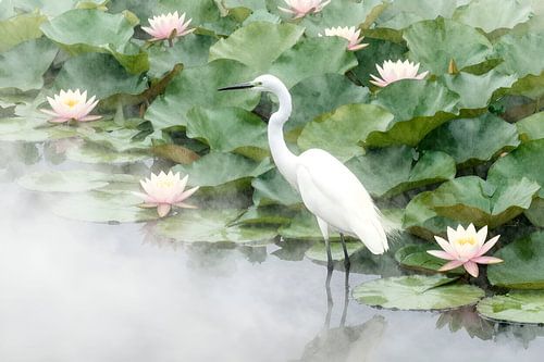 A white heron amongst the water lilies