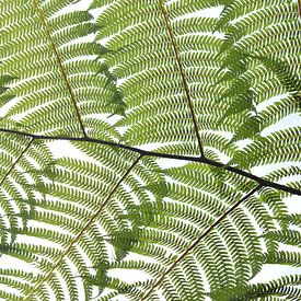 Botanisch Mozaiek Groen van Bianca ter Riet