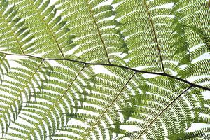 Botanisches Mosaik Grün