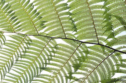 Botanical Mosaic Green by Bianca ter Riet