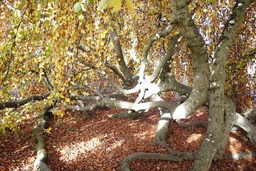 Hängebuche in Bad Neustadt im Herbst