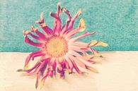 Gerbera Pastini Venezia van Lavieren Photography thumbnail