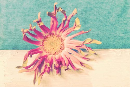 Gerbera Pastini Venezia