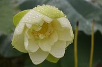 Lotusblumen