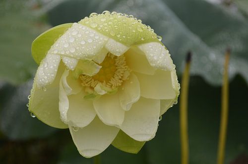 Fleurs de lotus