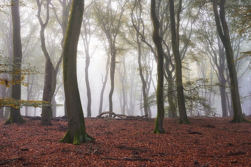 Mysterious beech forest by Cor de Hamer