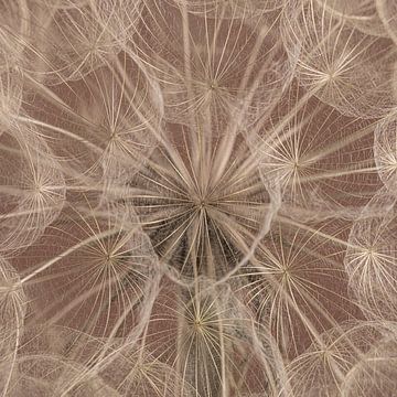 Landelijk warm vierkant: Pluisjes vullen het beeld van Marjolijn van den Berg